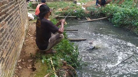 MANCING LELE BABON PAWANG LELE GAK ADA LAWAN YouTube