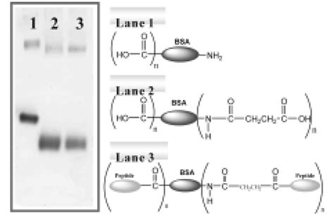 Non Denatured Polyacrylamide Gel Electrophoresis Analysis Fo Download Scientific Diagram