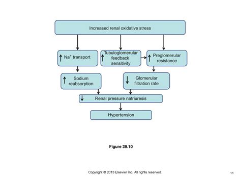 Copyright © 2013 Elsevier Inc All Rights Reserved Ppt Download