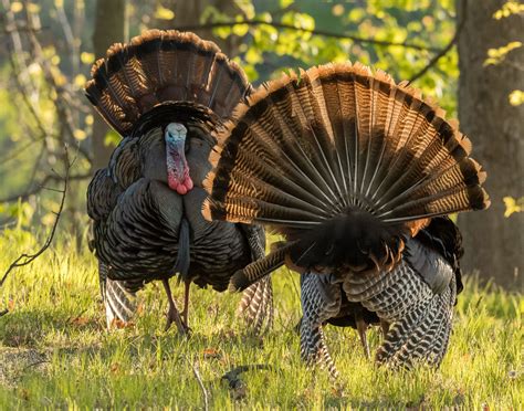 Wild Turkey | Audubon Field Guide