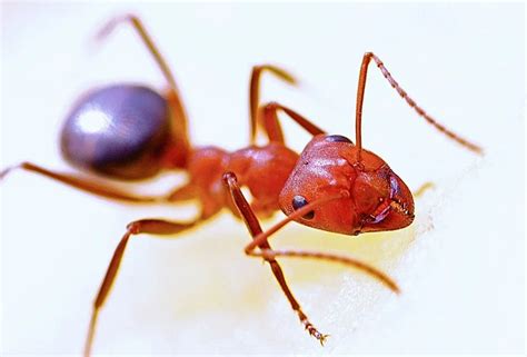 Red Ants Pest Control Service At Rs 750up To 1000 Square Feet Ants