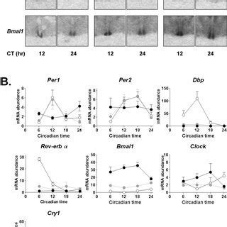 Altered Circadian Gene Expression Of Wt Bmal Gt C And Bmal Gt C Gt C