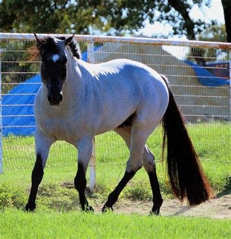 Again, favorite color is a bay or chestnut roan! Most Beautiful Horses ...