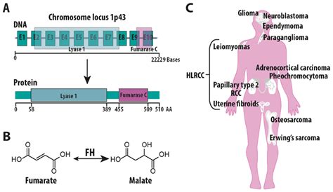 Fumarate Hydratase In Cancer A Multifaceted Tumour Suppressor