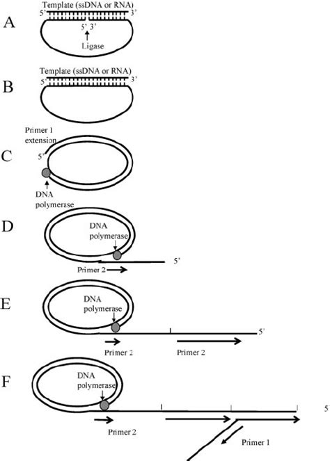 Pictorial Representation Of The Rca Method A Padlock Probe