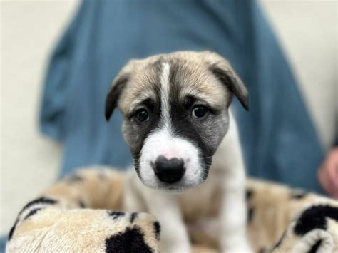 Kangal Mix Welpen M Dels Alle Vermittelt Tierheim