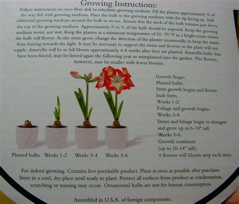 Amaryllis Bulb Kit Instructions