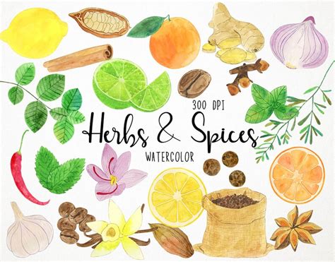 Watercolor Herbs Clipart Watercolor Spices Clipart Vanilla Etsy