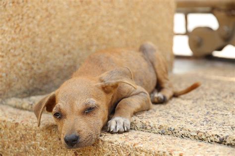 México El País Con Mayor Numero De Perros Callejeros En América Latina