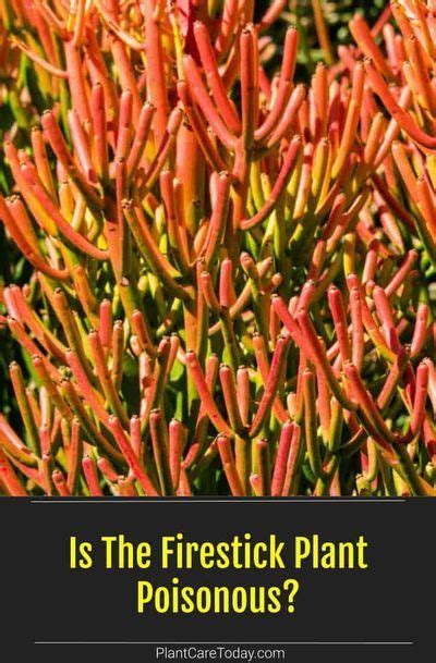 Is The Firestick Plant Toxic Or Poisonous The Details Pencil Cactus Plants Pencil Cactus Care