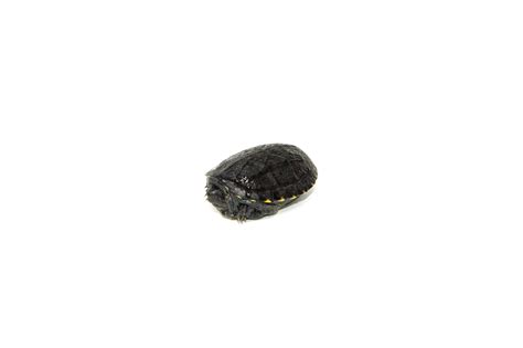 Eastern Mud Turtles For Sale | American Reptile Distributors