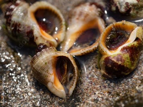 Rapana Venosa Common Name The Veined Rapa Whelk A Marine Gastropod