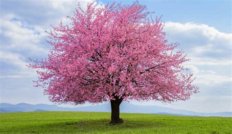 Fiori In Autunno Pianta Questo Albero Per Una Fioritura Fuori Stagione