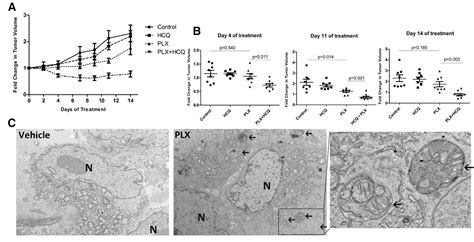 Figure From Targeting Autophagy Sensitizes Braf Mutant Thyroid Cancer