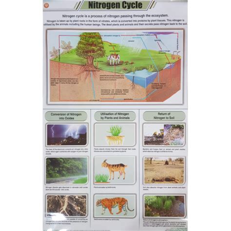 Nitrogen Cycle Poster