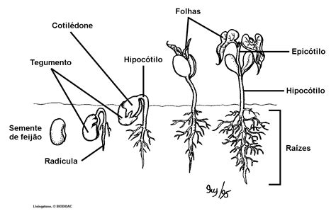 Fases Da Germina O Do Feij O