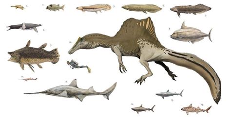 Size comparison of fauna from the Kem Kem Beds of Cretaceous Morocco ...