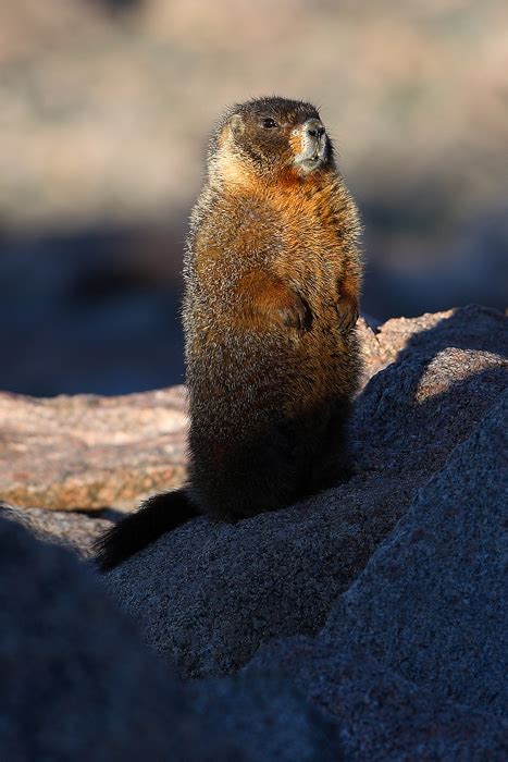 Yellow Bellied Marmot | Yellow Bellied Marmot (Marmota flaviventris ...