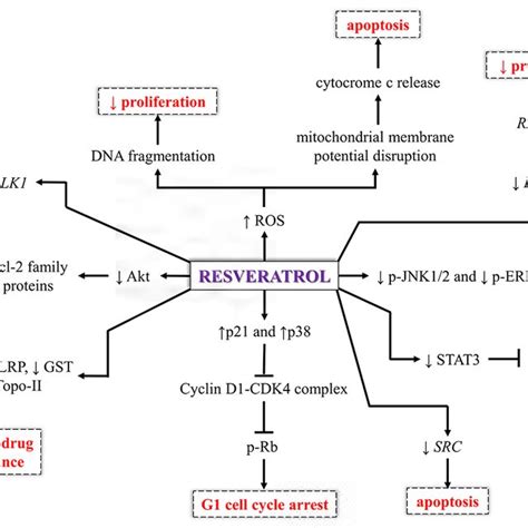 In Vitro Effects And Mechanism Of Action Of Resveratrol Cdk