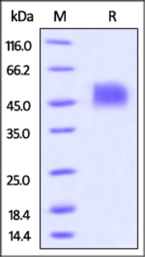 Acrobiosystems Biotinylated Human Siglec Cd Protein Avitag His