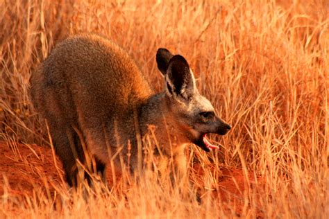 Amazing Wildlife Pictures, Images,Animal Photography: Bat-eared fox.