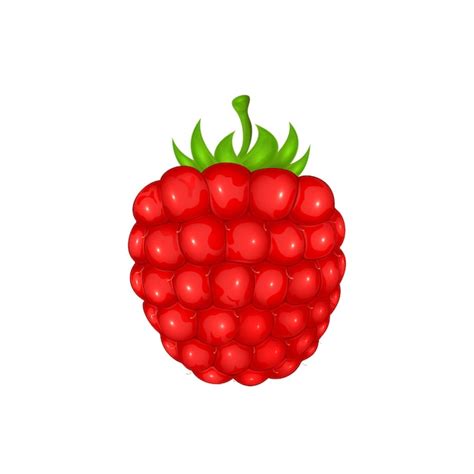 Premium Vector Fresh Ripe Raspberry Isolated On White Background