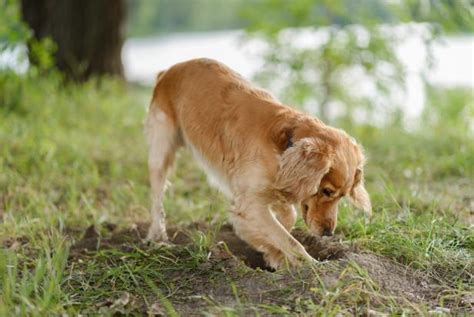 How To Stop Your Dog From Digging In The Yard Hgtv