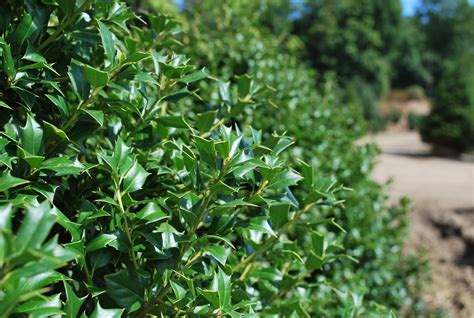 Evergreen Shrubs | Planters' Choice