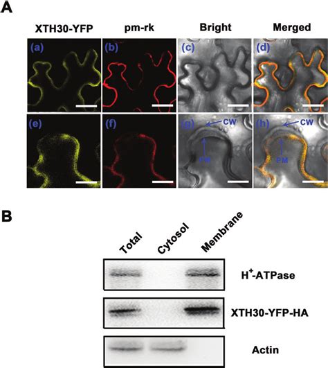 Subcellular Localization Of Xth Aa D Nicotiana Benthamiana Leaf