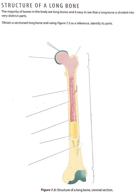 Structure Of A Long Bone Diagram Quizlet