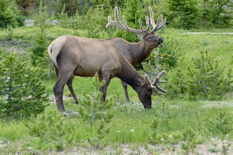 Bugling Elk | Smithsonian Photo Contest | Smithsonian Magazine