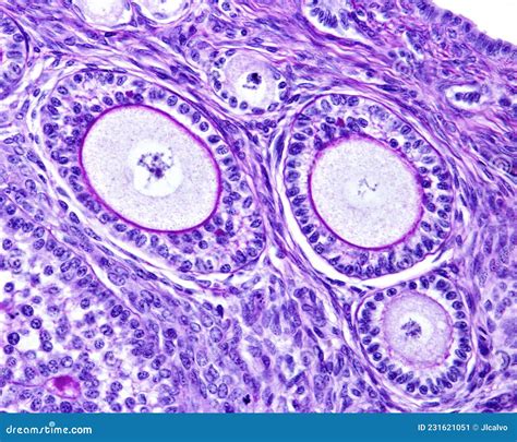 Zona Pellucida Histology