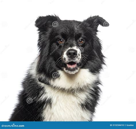 Black and White Australian Shepherd, Isolated on White Stock Photo