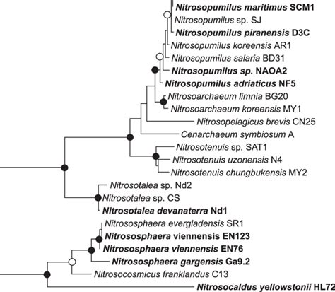 Maximum Likelihood Phylogenetic Analysis Of 16s Rrna Genes Of Organisms