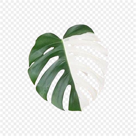 Feuille Naturelle De Monstera Variegata PNG Plante Vert La Nature