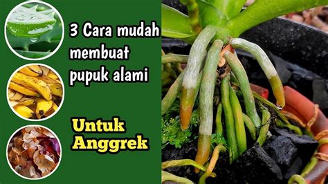 Cara Membuat Pupuk Alami Organik Untuk Anggrek Agar Cepat Berbunga