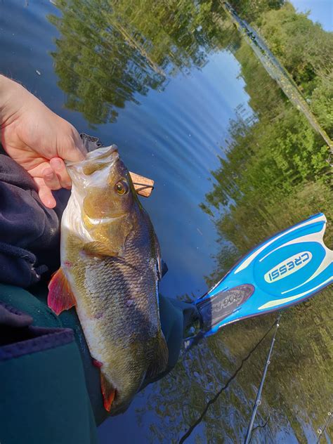 Big redfin from a tiny river in France : r/Fishing