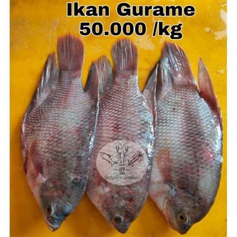 Jual Ikan Gurame Segar Di Lapak Anyelirs Bukalapak