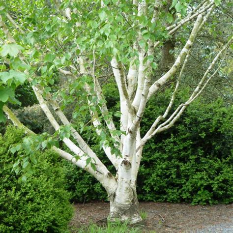 Betula Pendula Royal Frost Bouleau Pourpre Contraste Magnifique