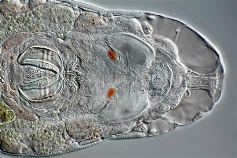 Rotifer Photograph By Frank Fox