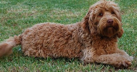 Labradoodle Dog Breed Information | Pets World