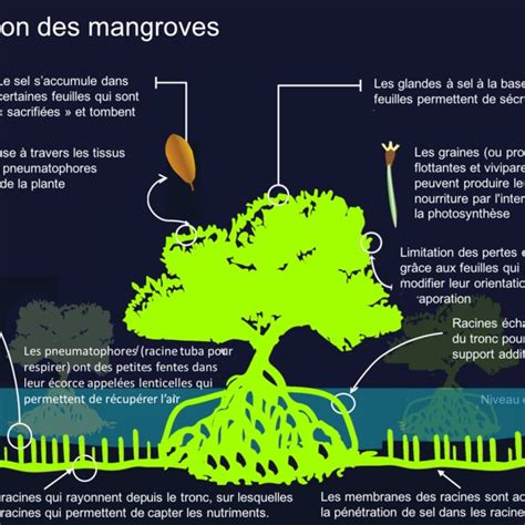 PDF La Mangrove un écosystème au service de lhomme