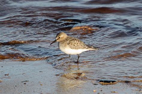 Bairds Sandpiper By Jamie Sample Birdguides