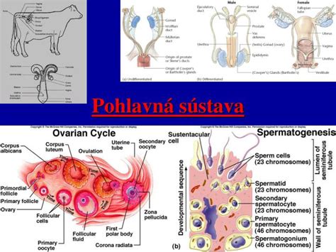 PPT Pohlavná sústava PowerPoint Presentation free download ID 3563087