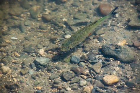 Una Bandada De Peces Nada En El Agua Del Lago Foto De Archivo Imagen