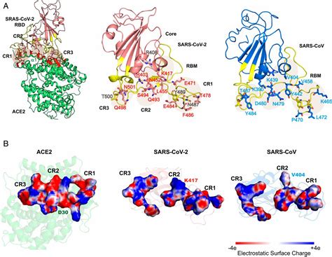 Enhanced Receptor Binding Of SARS CoV 2 Through Networks Of Hydrogen