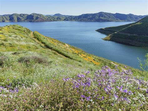 Popular Wildflower Trail Reopening At Diamond Valley Lake | Temecula ...