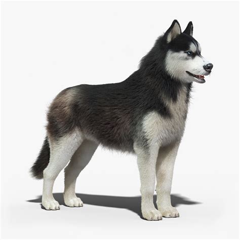 Siberian Husky 3d Model 5 Unknown Fbx Max Free3d