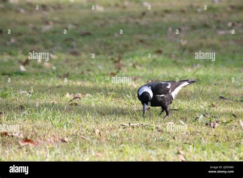 Australian Magpie feeding on grassed area Stock Photo - Alamy