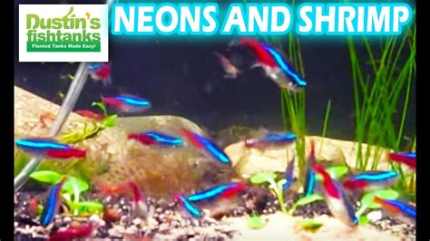 How To Stock An Aquarium Neon Tetras With Cherry Shrimp And Sterbai